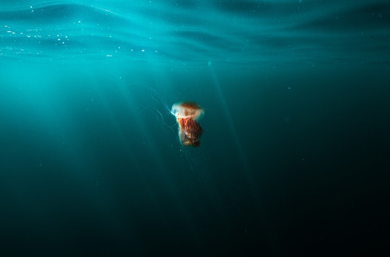 Whimsical Lion’s Mane by Ricky Situ | Issue 266 