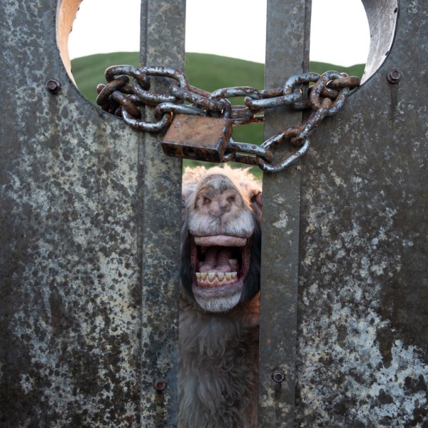Fresh flock of horrors - 279 | Regional News