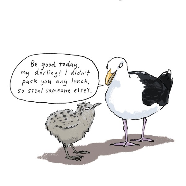 All things bird - 253 | Regional News